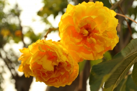 flowerの写真素材