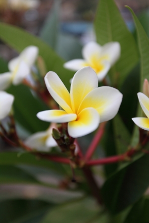 flowerの写真素材