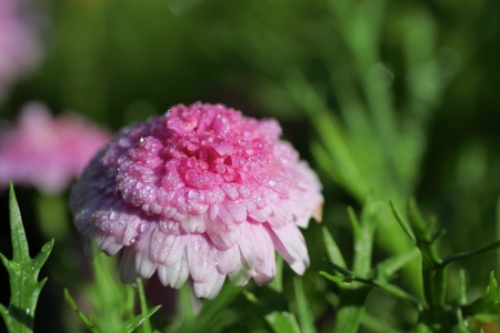 flowerの写真素材