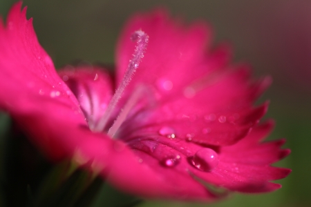 flowerの写真素材