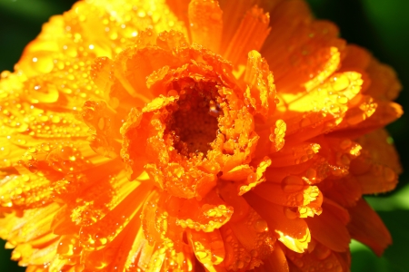 flowerの写真素材