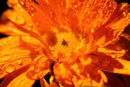 flowerの写真素材