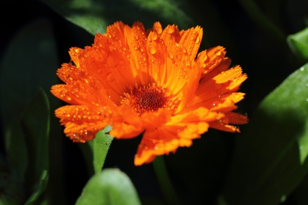 flowerの写真素材