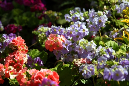 flowerの写真素材