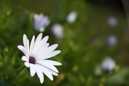 flowerの写真素材