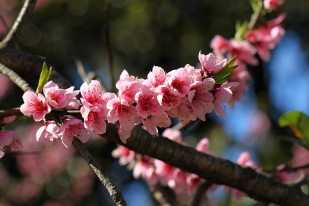 flowerの写真素材