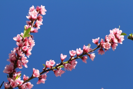 flowerの写真素材