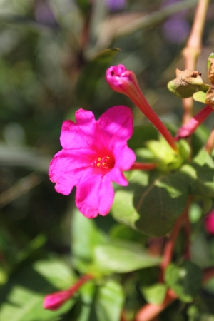 Flowerの写真素材
