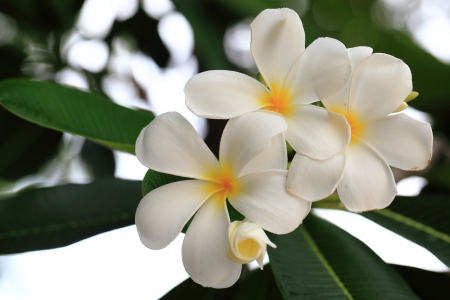 Flowerの写真素材
