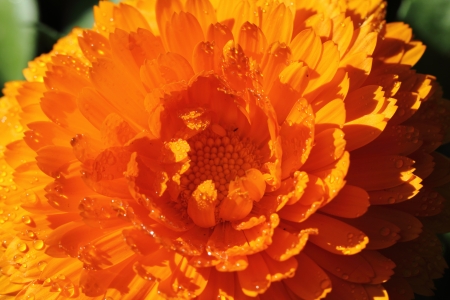 Flowerの写真素材