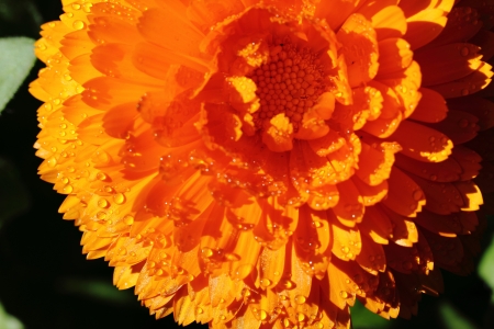 Flowerの写真素材