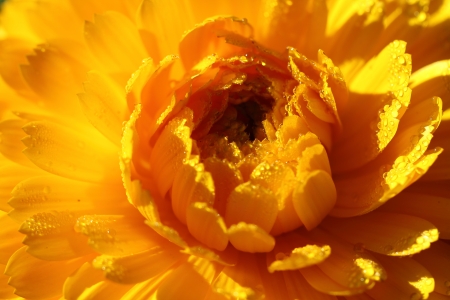 Flowerの写真素材
