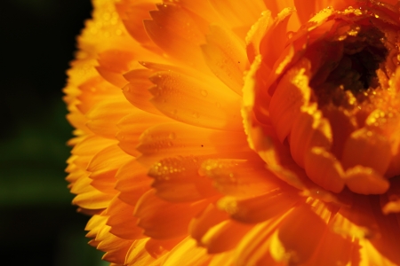 Flowerの写真素材