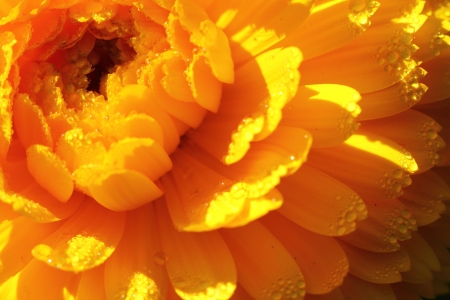 Flowerの写真素材