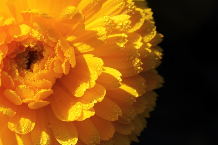 Flowerの写真素材