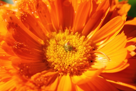 Flowerの写真素材