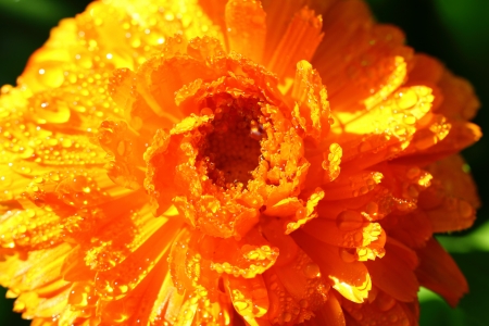 Flowerの写真素材