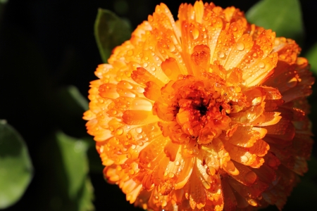 Flowerの写真素材