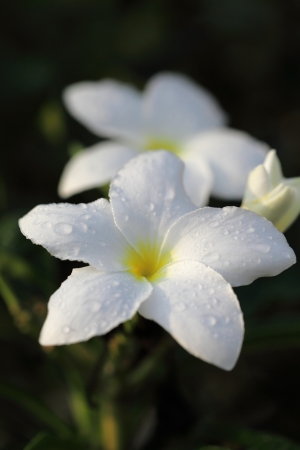 Flowerの写真素材