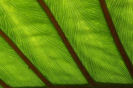 leafの写真素材