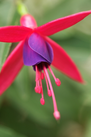 Flowerの写真素材
