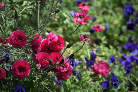 Flower gardensの写真素材