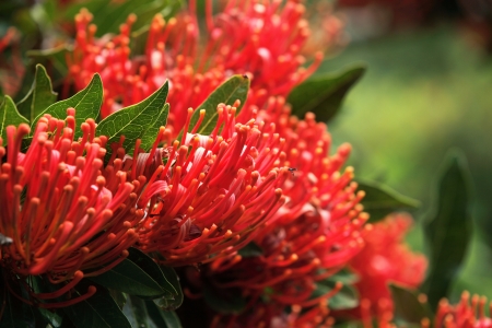 red Flowerの写真素材