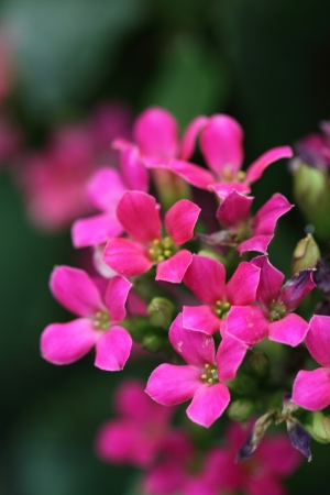 red Flowerの写真素材