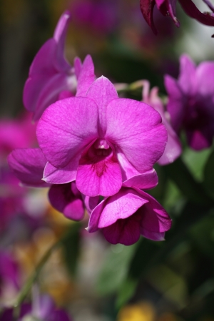 Orchidの写真素材