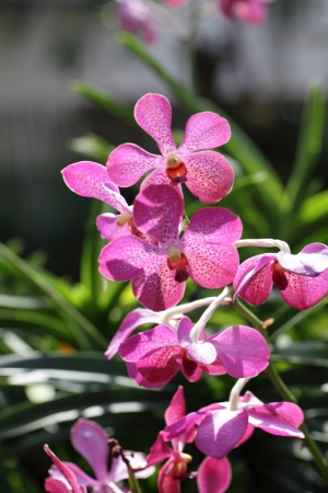 Orchidの写真素材