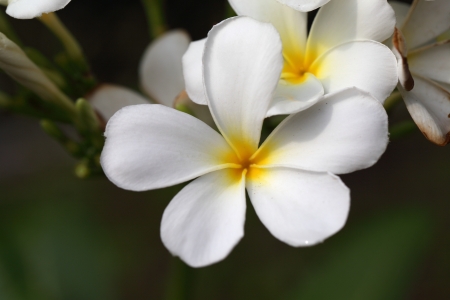 Flowerの写真素材