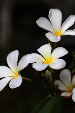 Flowerの写真素材