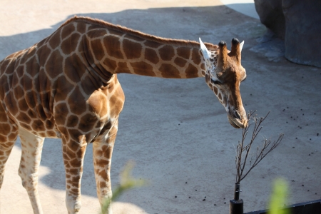 giraffeの写真素材