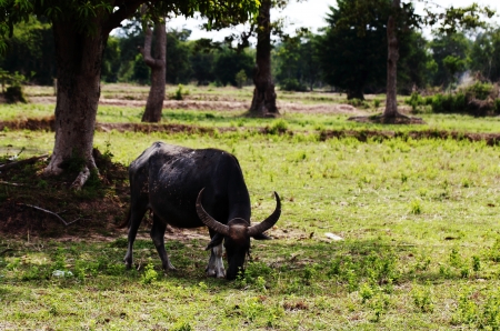Buffaloの写真素材