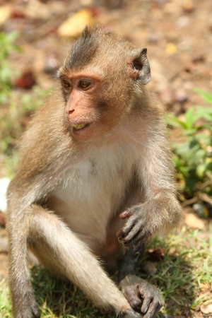 monkeyの写真素材