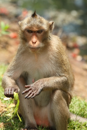 monkeyの写真素材