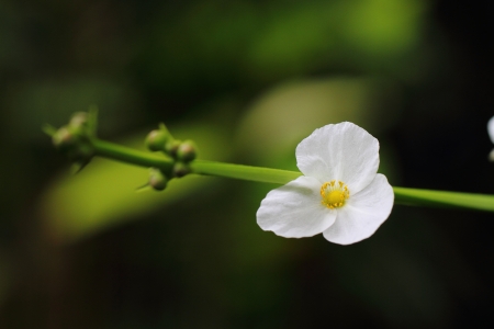 flowerの写真素材
