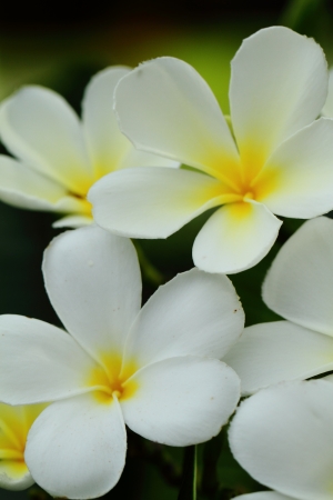 flowerの写真素材