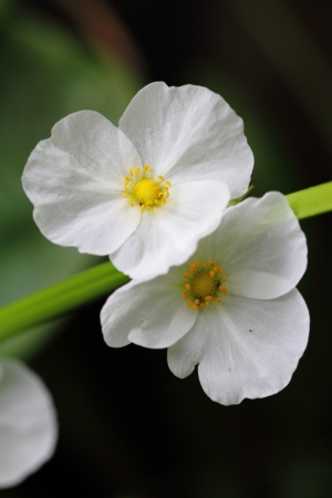 floraの写真素材