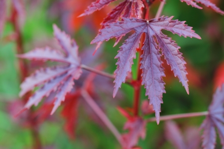 red Maple