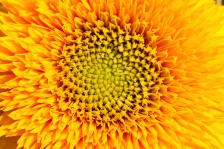 sun flowerの写真素材