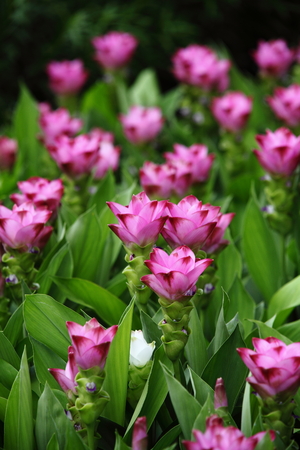 orchidsの写真素材