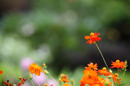 Flowers in gardenの写真素材