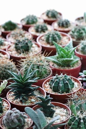 cactusの写真素材