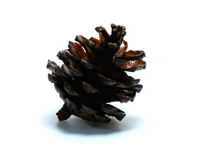 The pine
