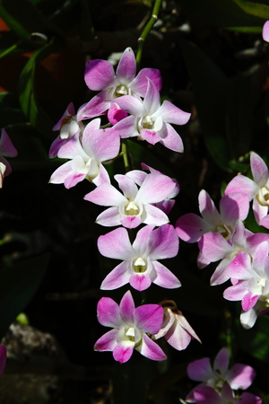 orchidsの写真素材