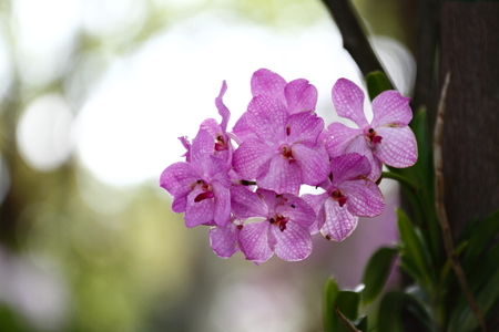 orchidsの写真素材