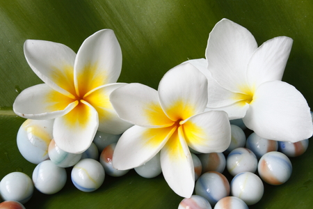 Flowers and banana leavesの写真素材