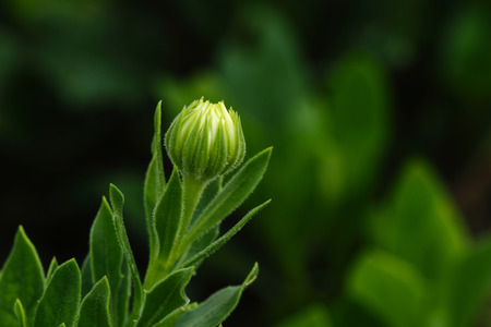 flowerの写真素材