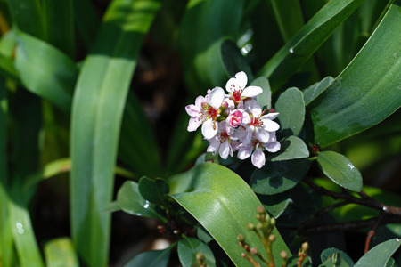 flowerの写真素材